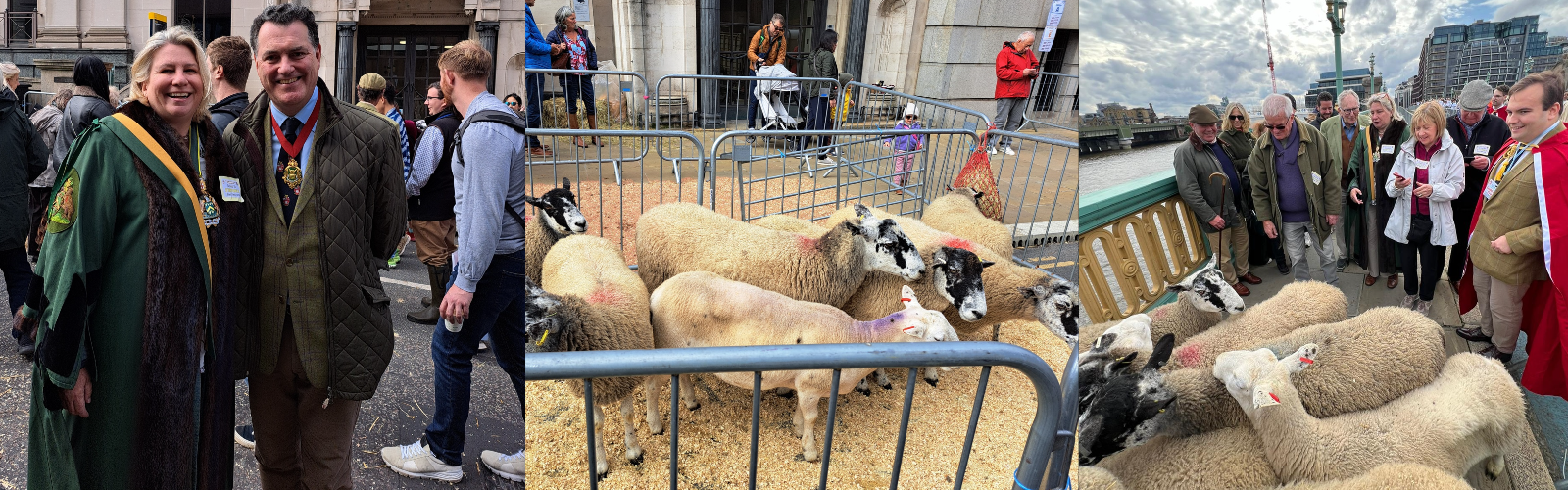 Images from the Sheep Drive in 2024
